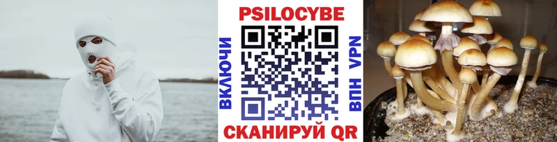 darknet как зайти  купить наркотики сайты  KRAKEN ТОР  Кузнецк  Галлюциногенные грибы Cubensis 